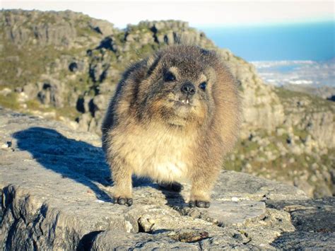  How the Hyrax Got its Teeth: Unraveling the Threads of South African Folklore